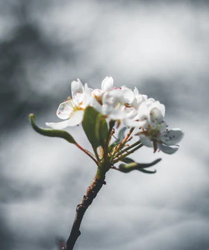Close-up of delicate flower petals with sharp focus and blurred background.