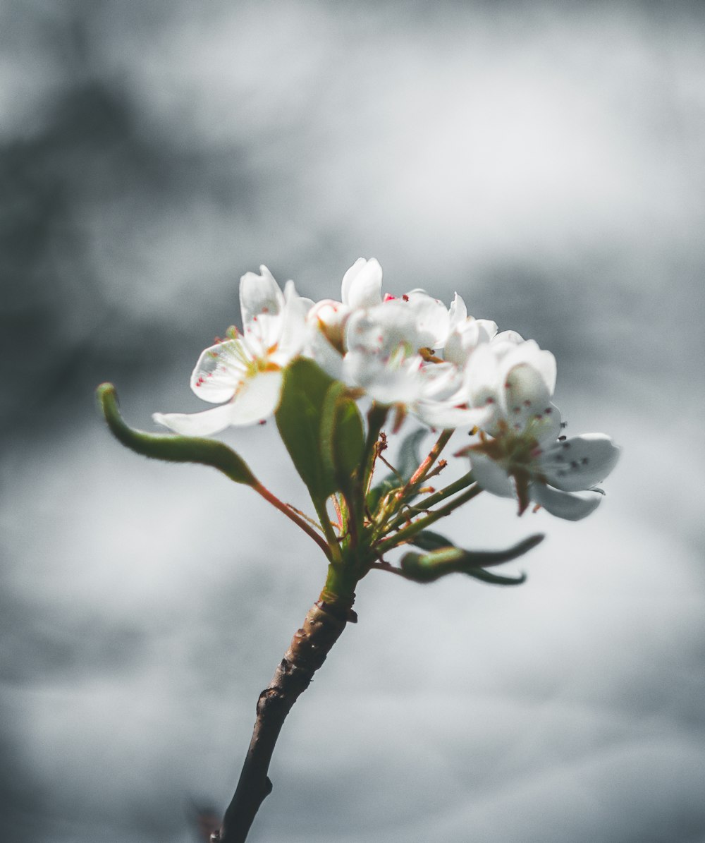 white petaled flower