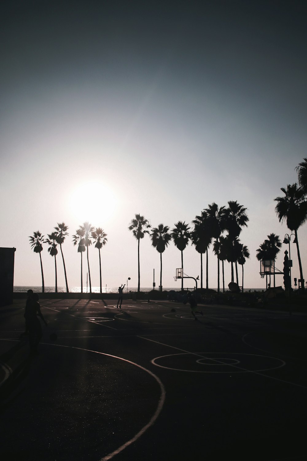 silhouette of trees