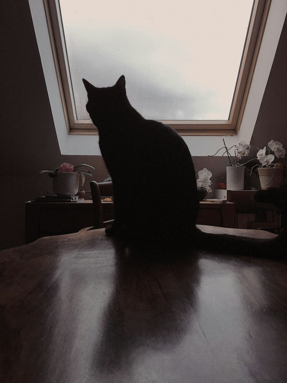 eine schwarze Katze, die auf einem Holztisch sitzt