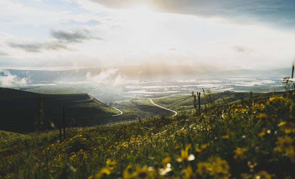 yellow petaled flower field at daytime