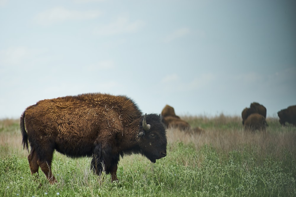 brown and black American bisons on grass field during daytime