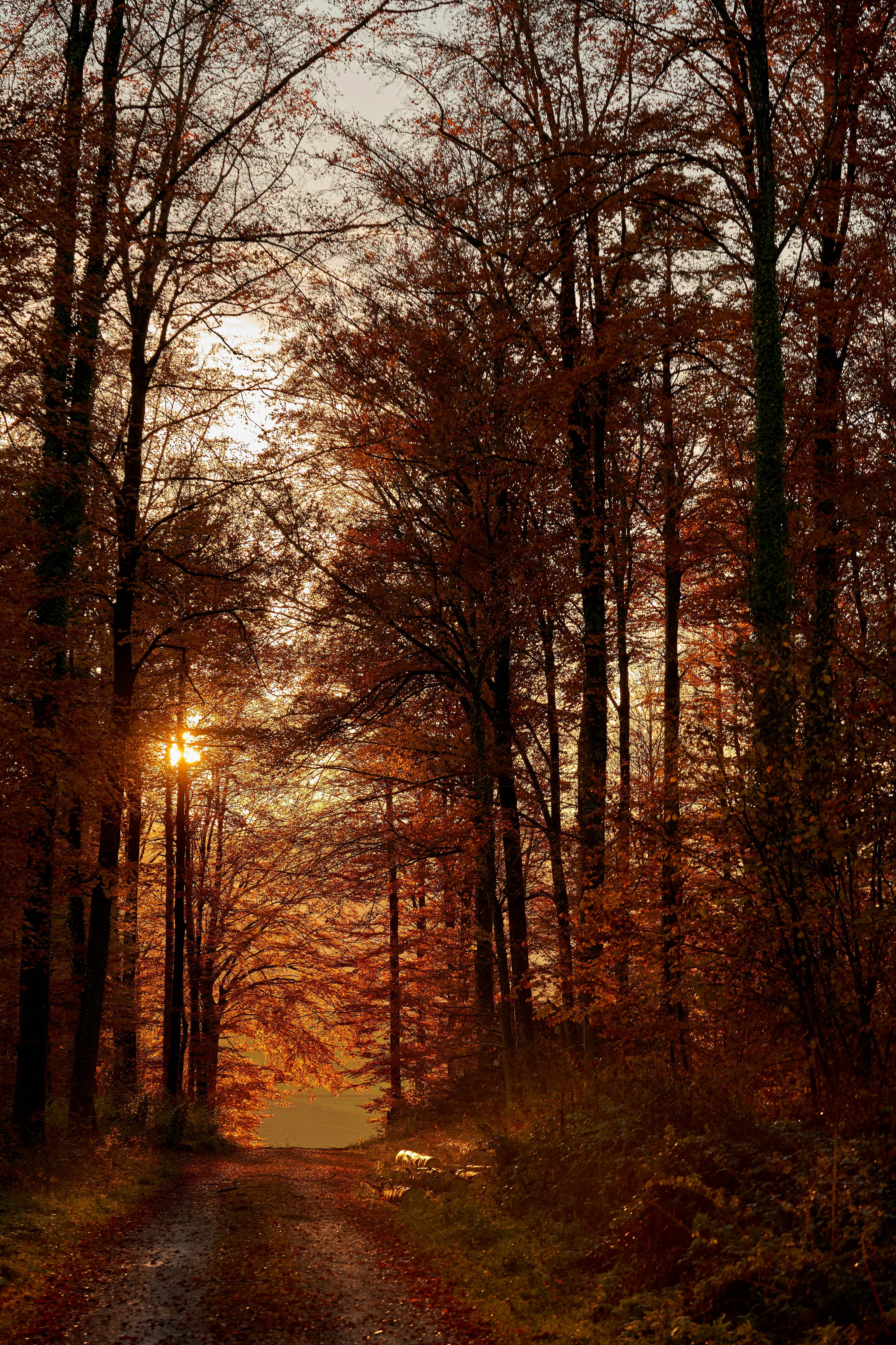 Photo by wolfgang_hasselmann