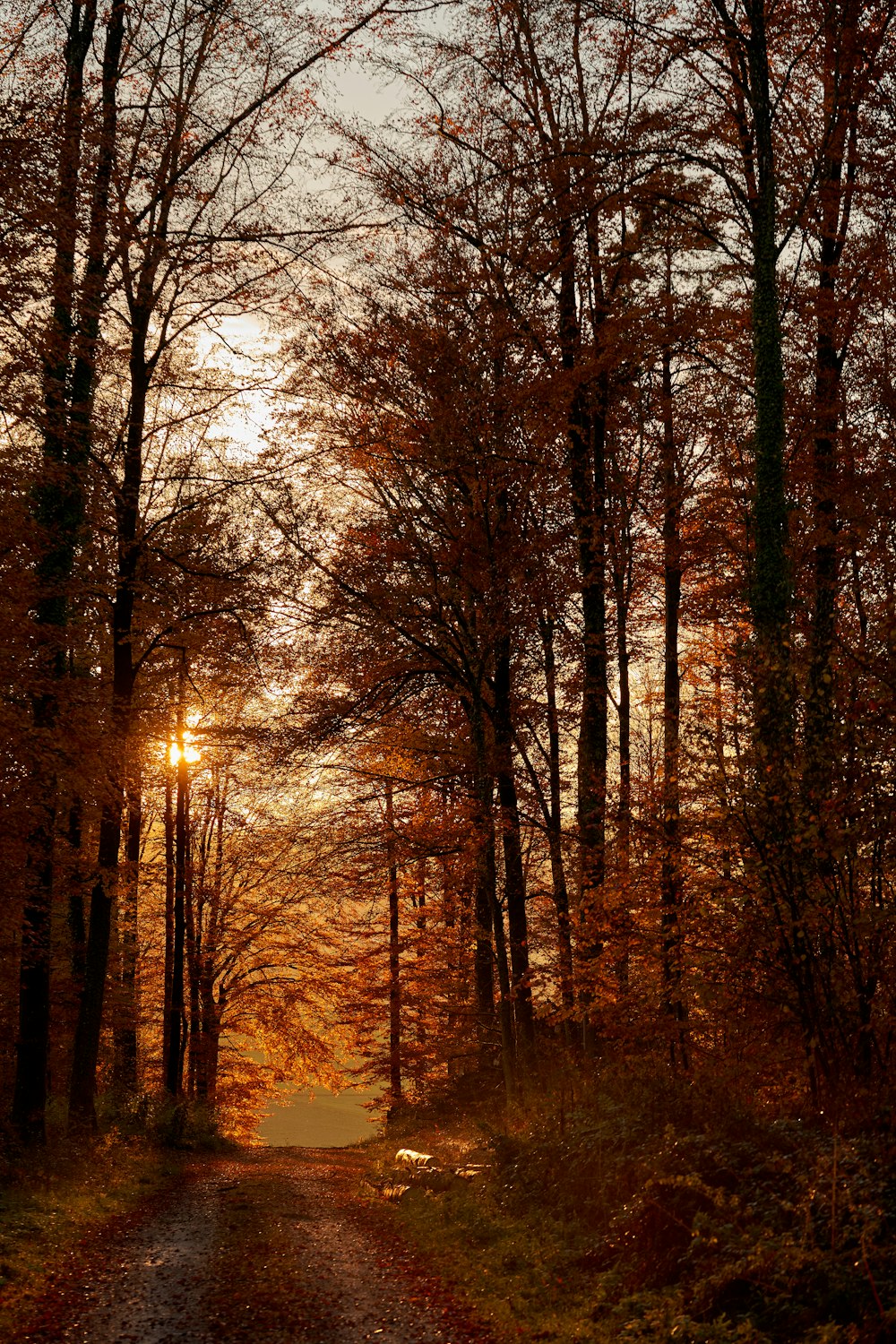 brown maple trees lining along dirt road