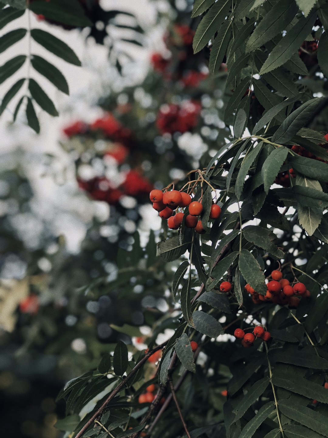 red fruits