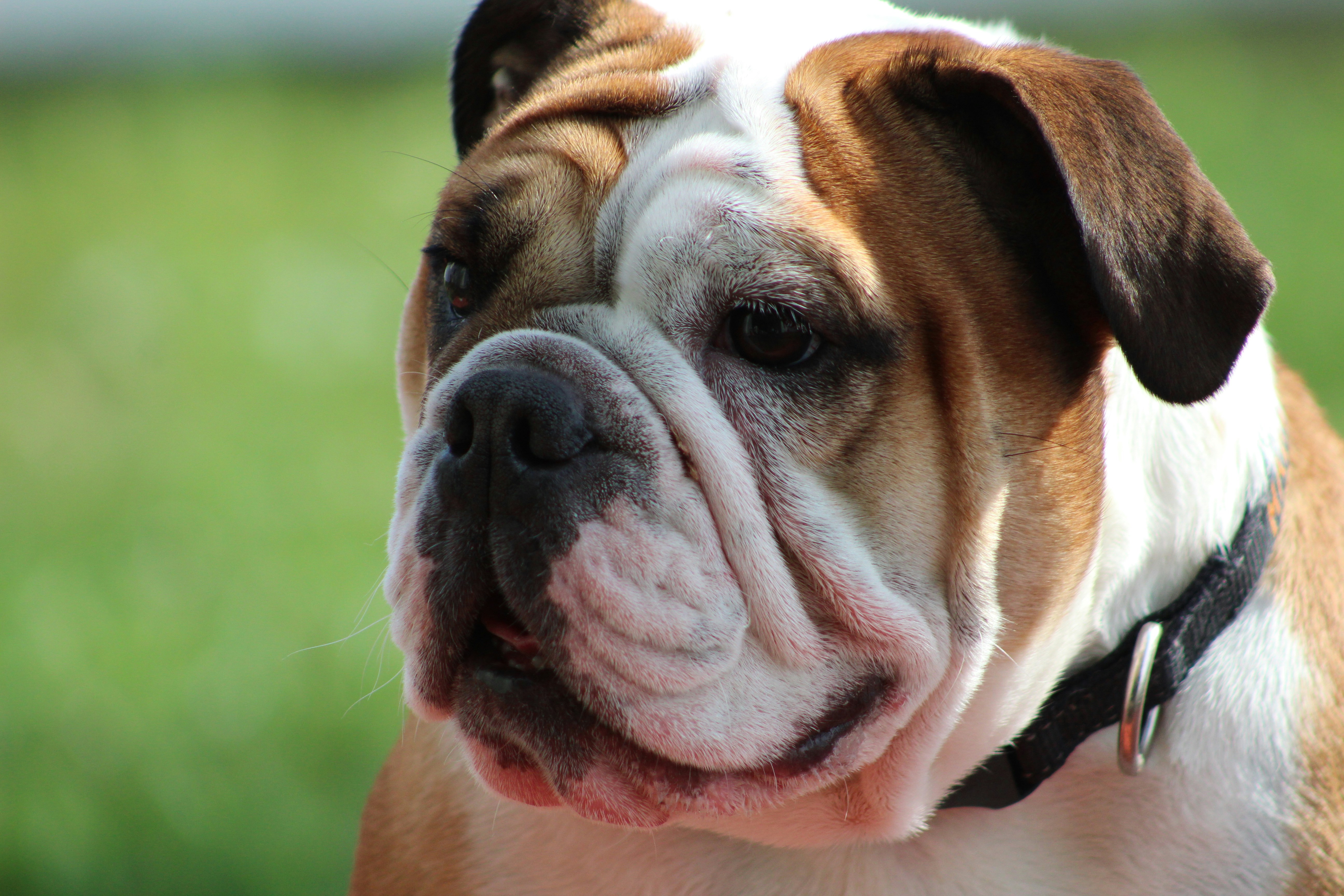 selective focus photography of pit bull