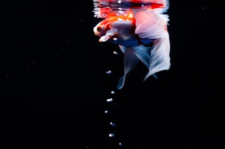 A vibrant goldfish with flowing fins is seen near the surface of the water. Bubbles rise up in a vertical line towards the fish. The background is a deep black, which contrasts with the bright colors of the fish and the bubbles.