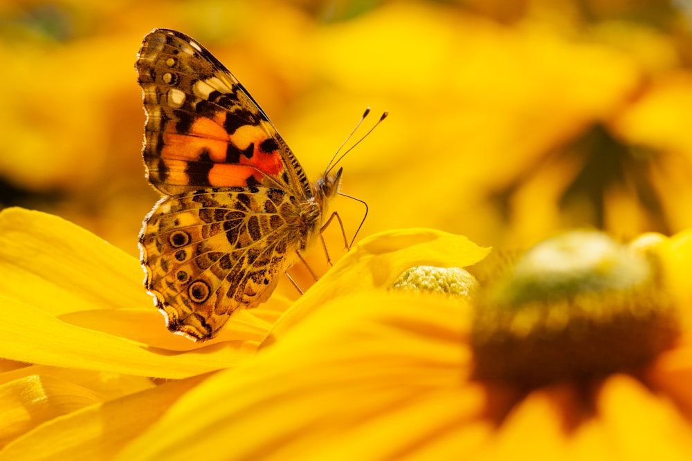 brauner Schmetterling auf gelber Blüte