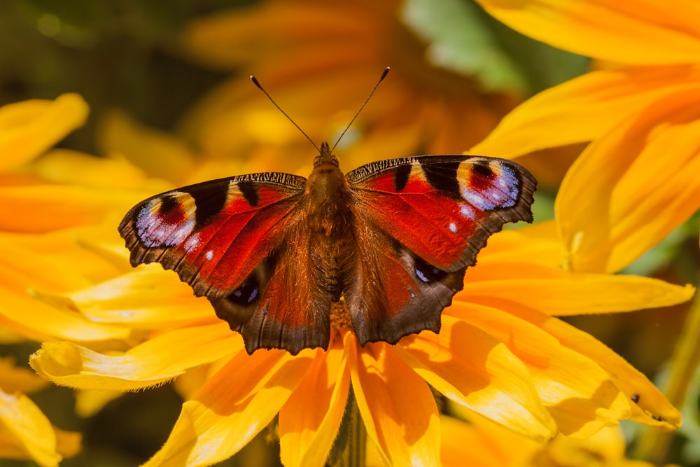 red and brown butterfly on flower