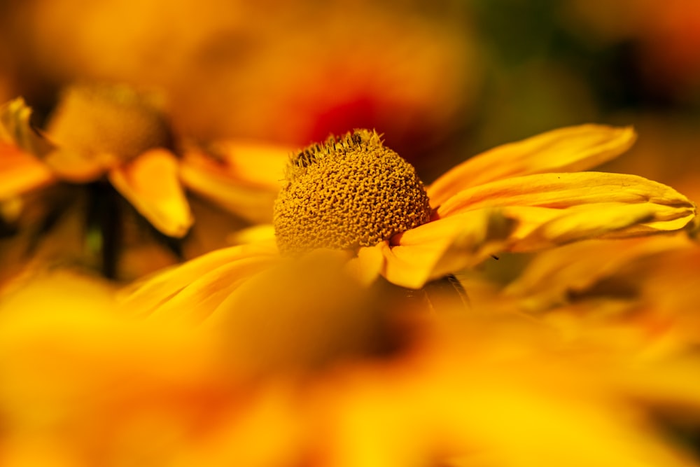 yellow sunflower selective focus photography