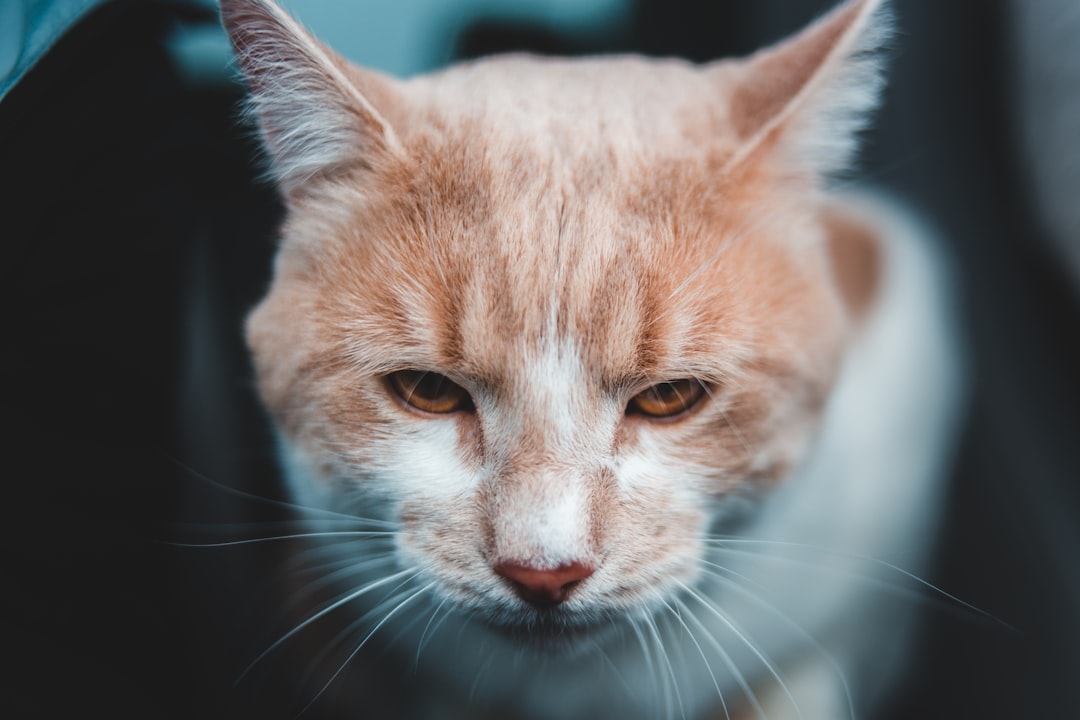 selective focus photography of orange and white tabby cat