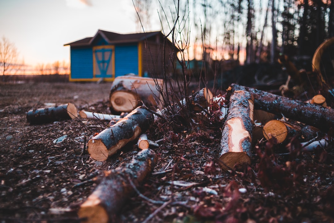 selective focus photography of logs