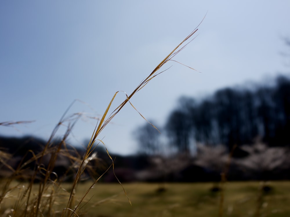 green grass in close-up photo