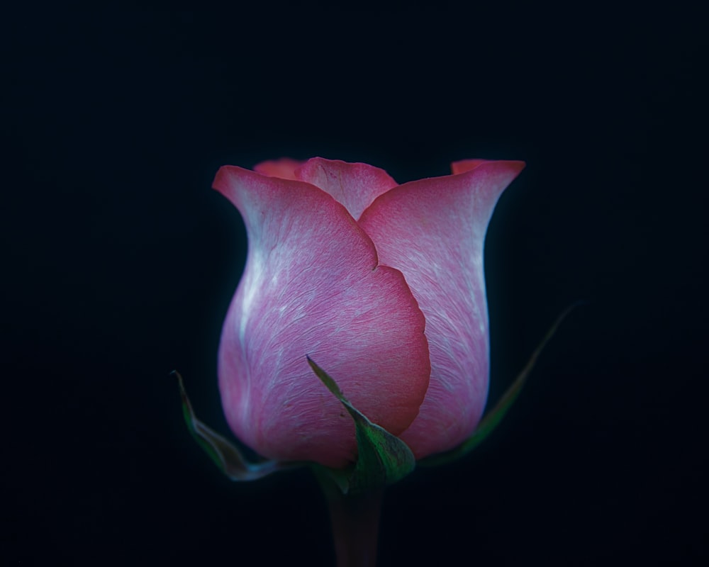 pink rose flower