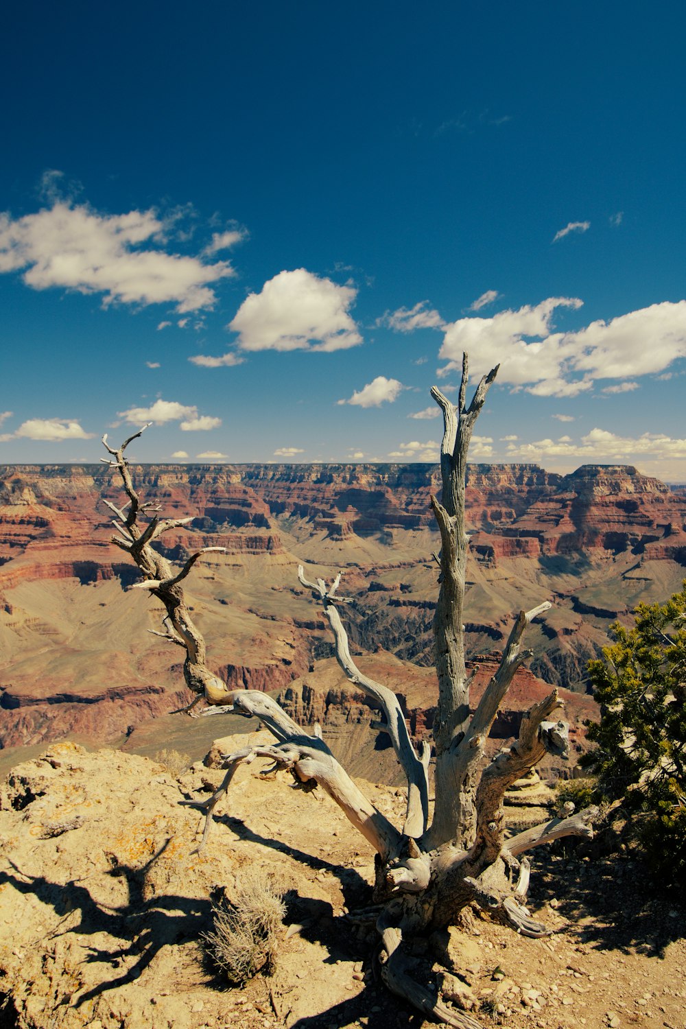 bare tree in desert during daytime