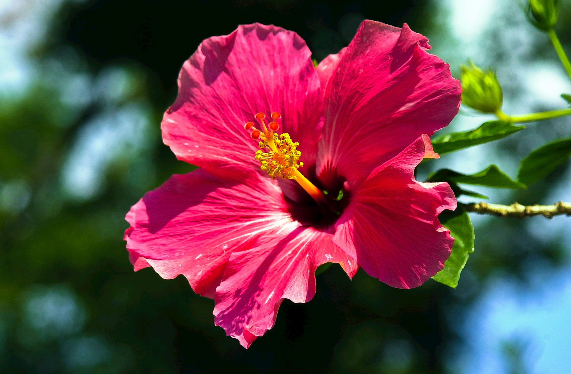 Close-up of pink hibiscus flower