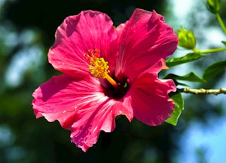 red petaled flower