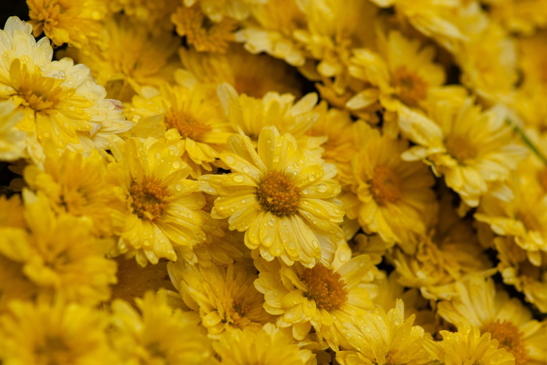 macro photography of yellow daisy flowers