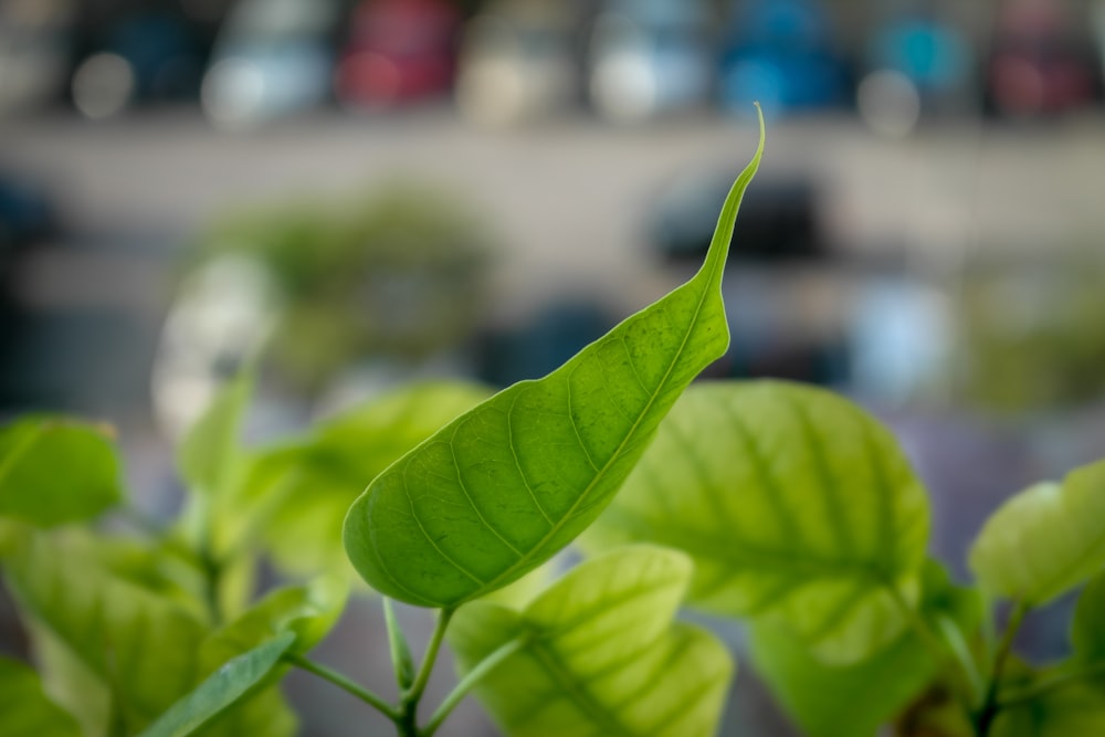 selective focus photography of green leaf