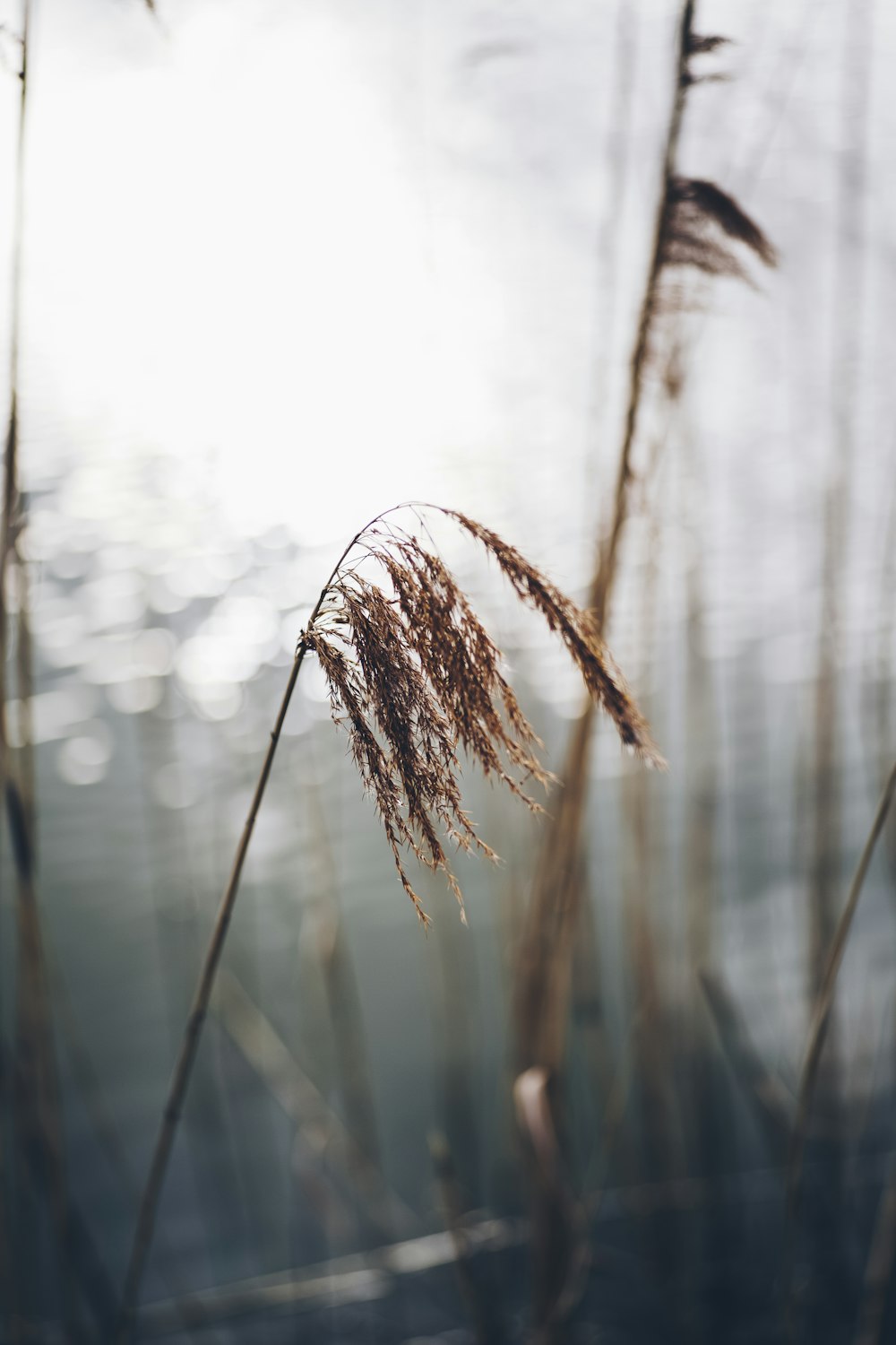 brown grass field