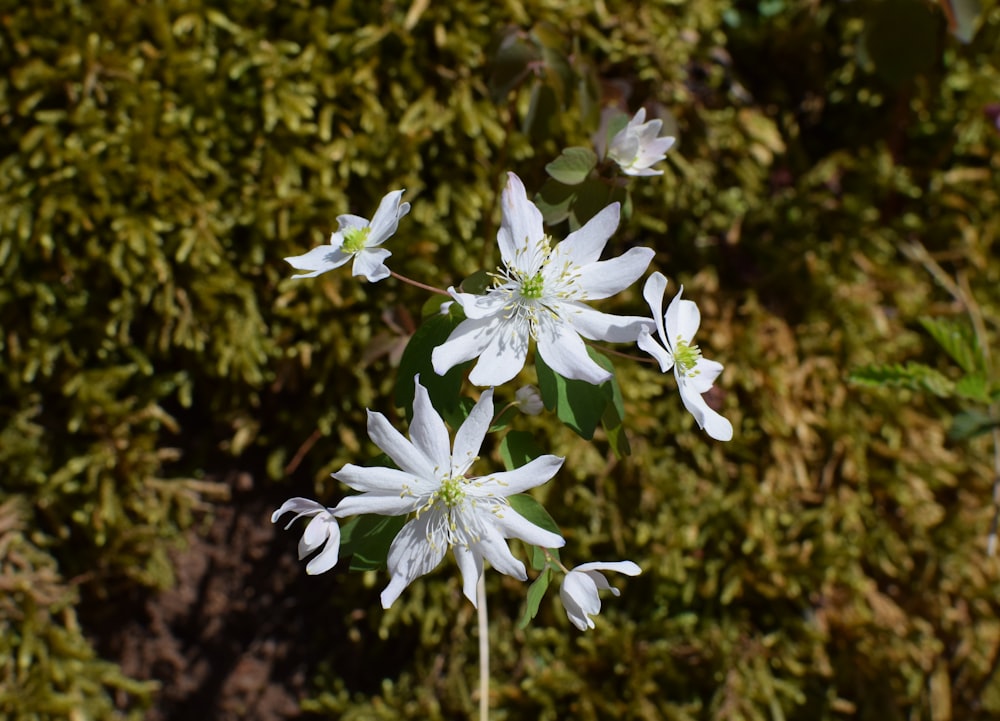 weißblättrige Blüte