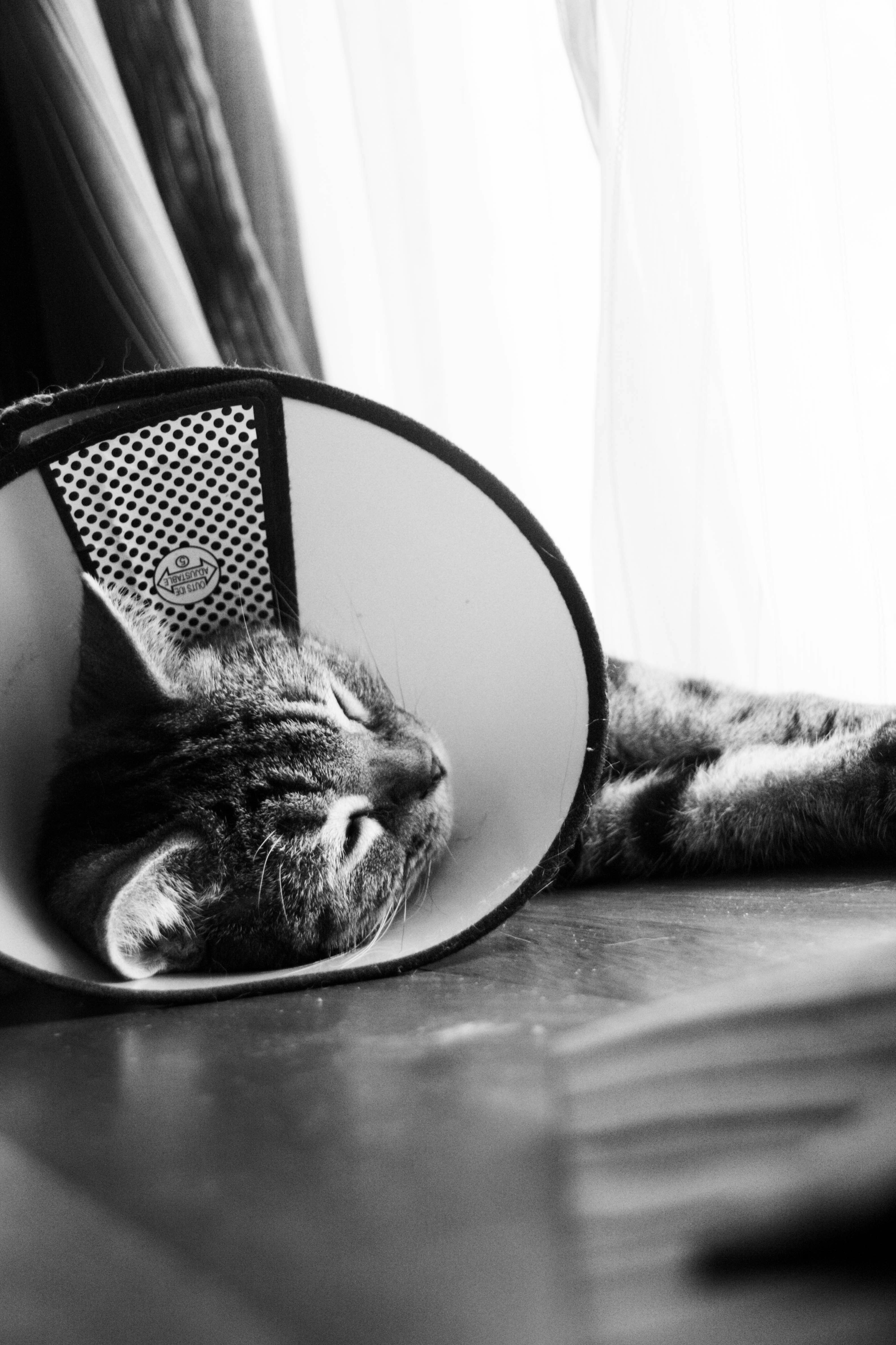 Gato Fica Gripado? Sintomas, Causas e 5 Remédios Caseiros