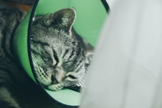 A tabby cat is resting with its eyes closed, wearing a green veterinary cone around its neck. The cat appears calm and relaxed in a soft focus setting, with a soft white drape partially obscuring part of the image.