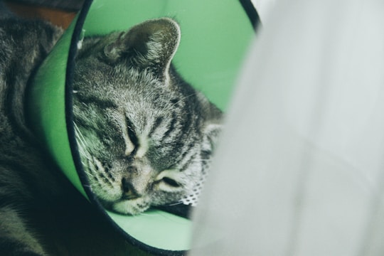 A caring vet performing a spay surgery on a calm cat in a bright clinic.