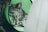 A tabby cat is resting with its eyes closed, wearing a green veterinary cone around its neck. The cat appears calm and relaxed in a soft focus setting, with a soft white drape partially obscuring part of the image.