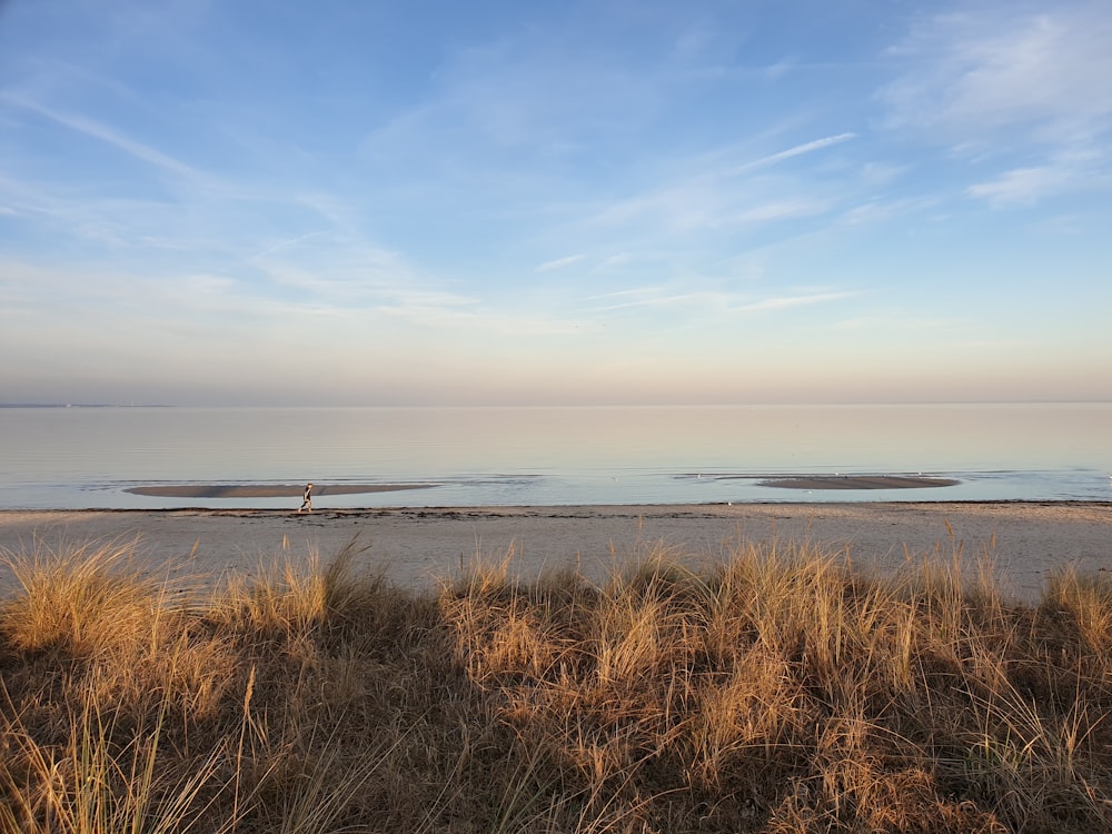 a view of the ocean from a grassy area