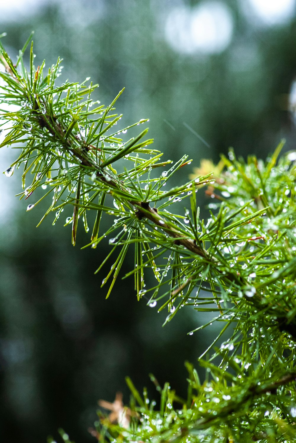 selected focus photography of green pine tree leaves