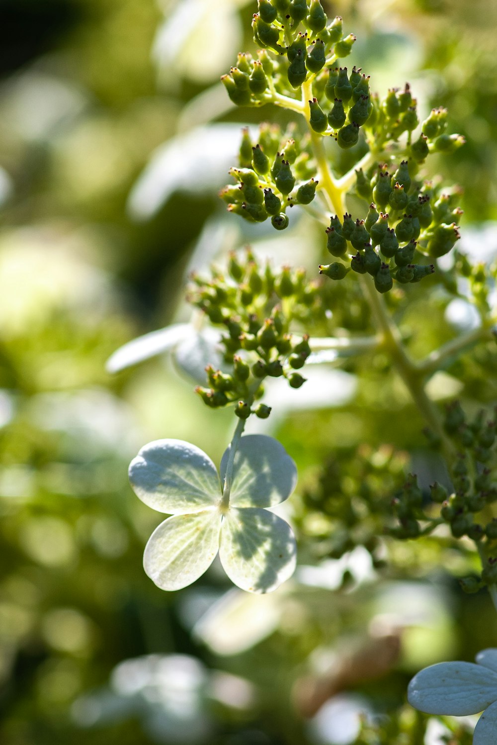 selected focus of green flower buds