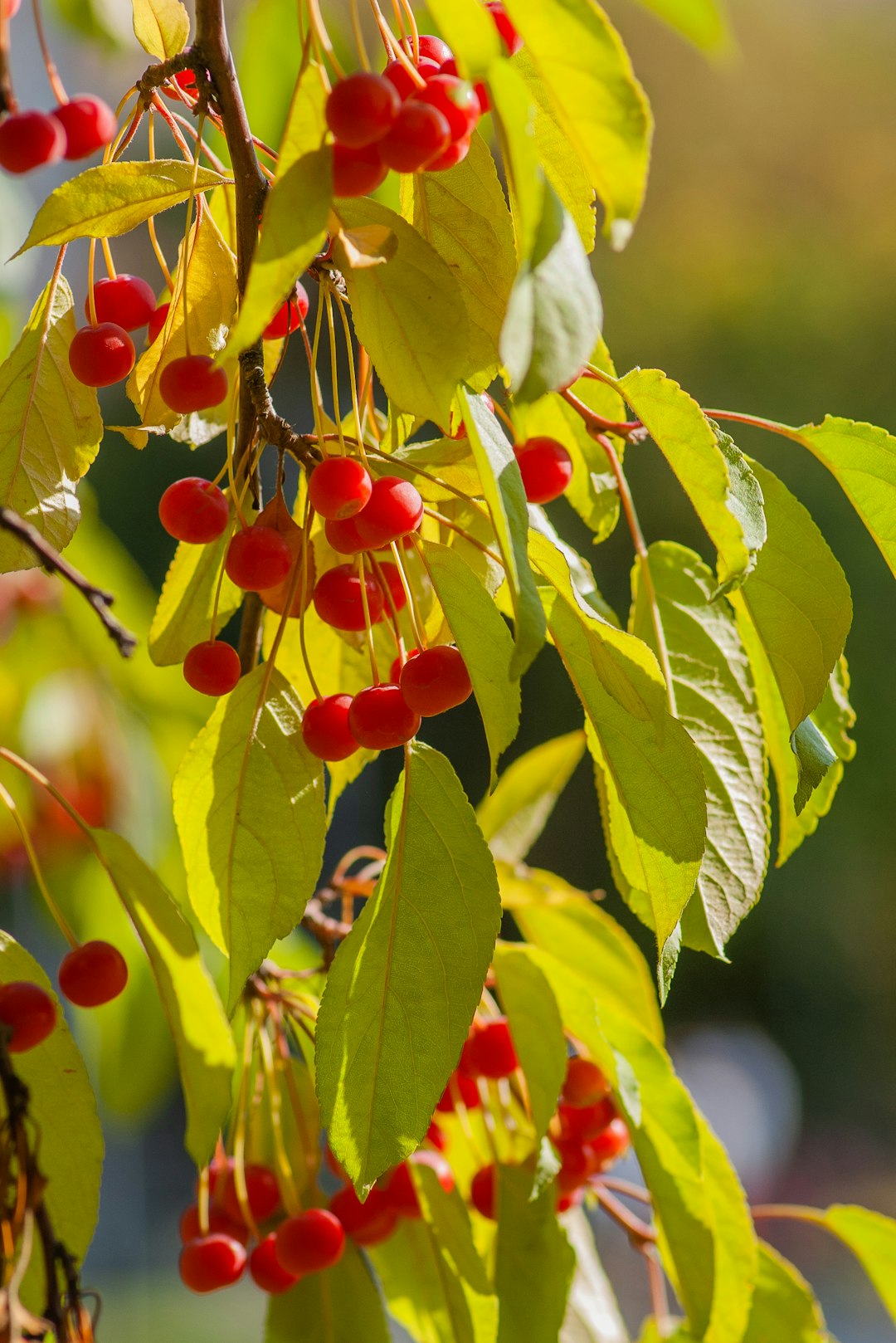 Red autumn berries in sunny day

