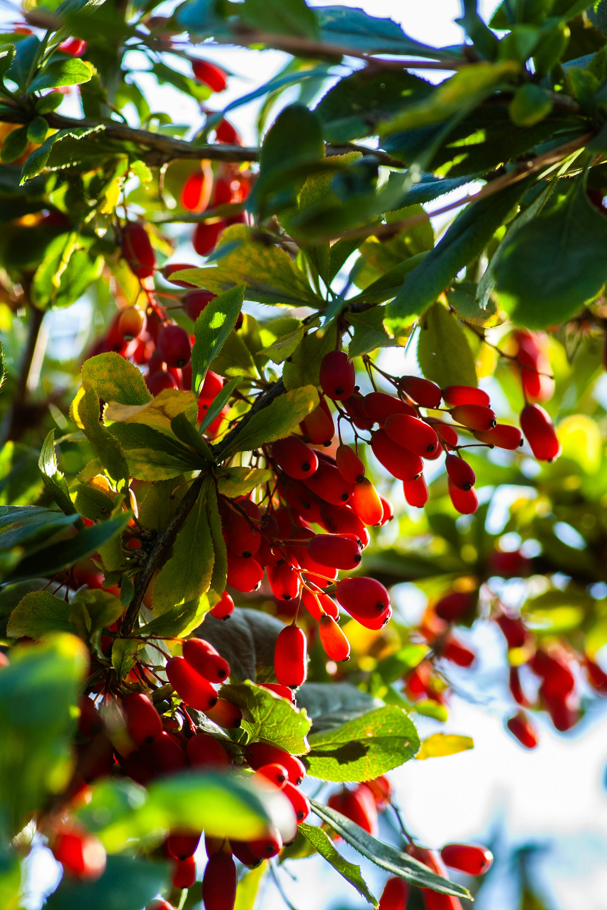 Red barberry in sunny day