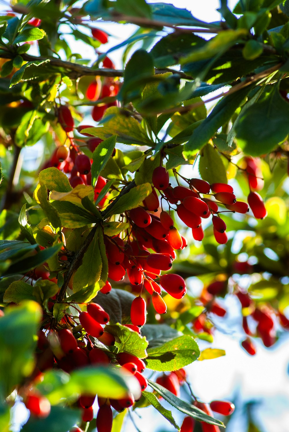 macro photography of red fruits during daytime