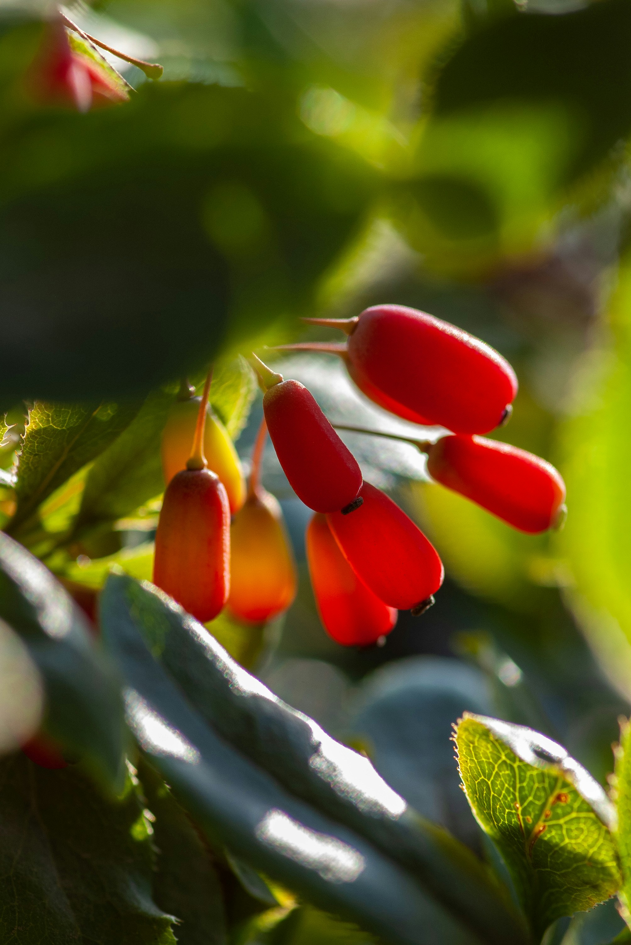 Red barberry in sunny day