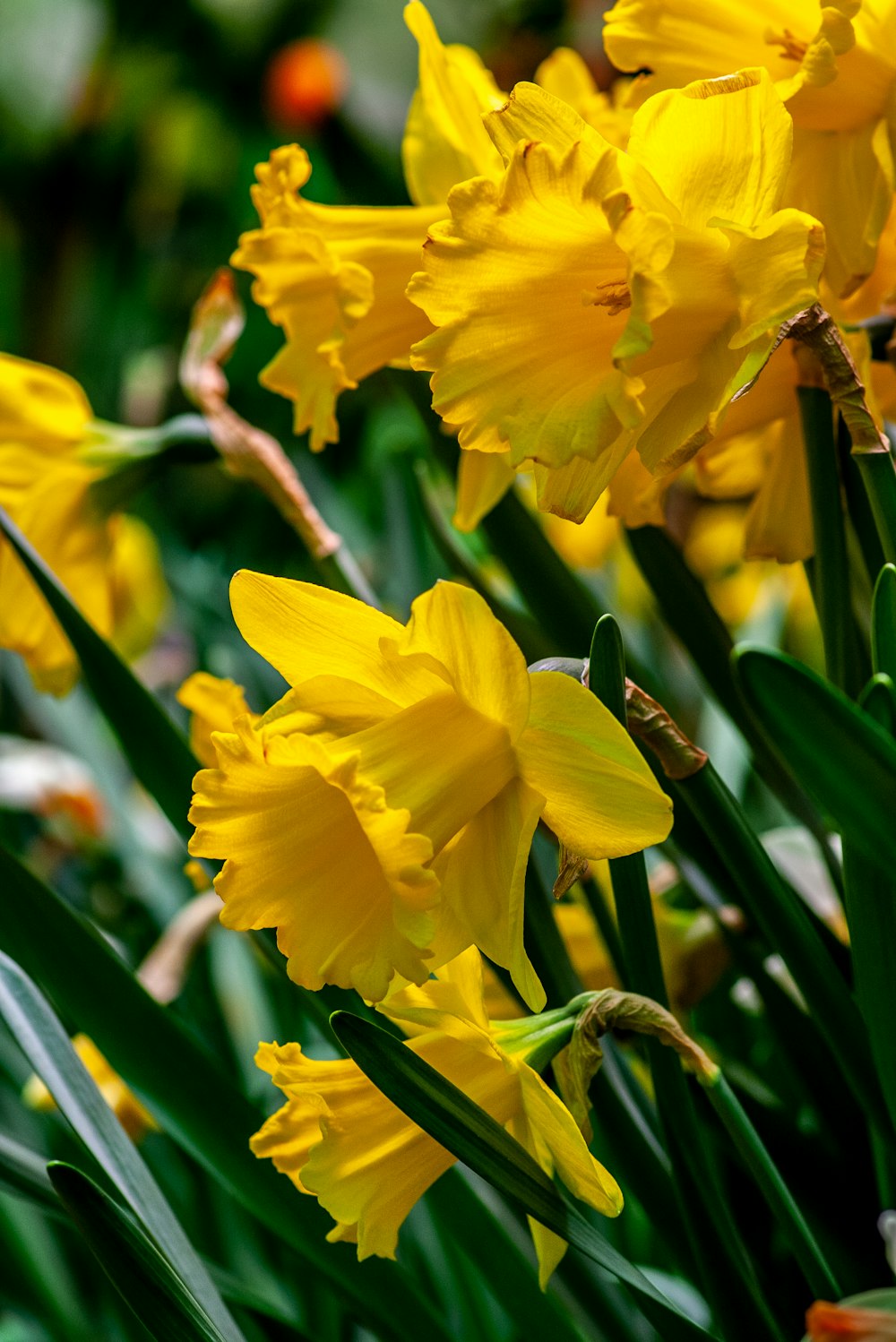 yellow-petaled flowers at daytime