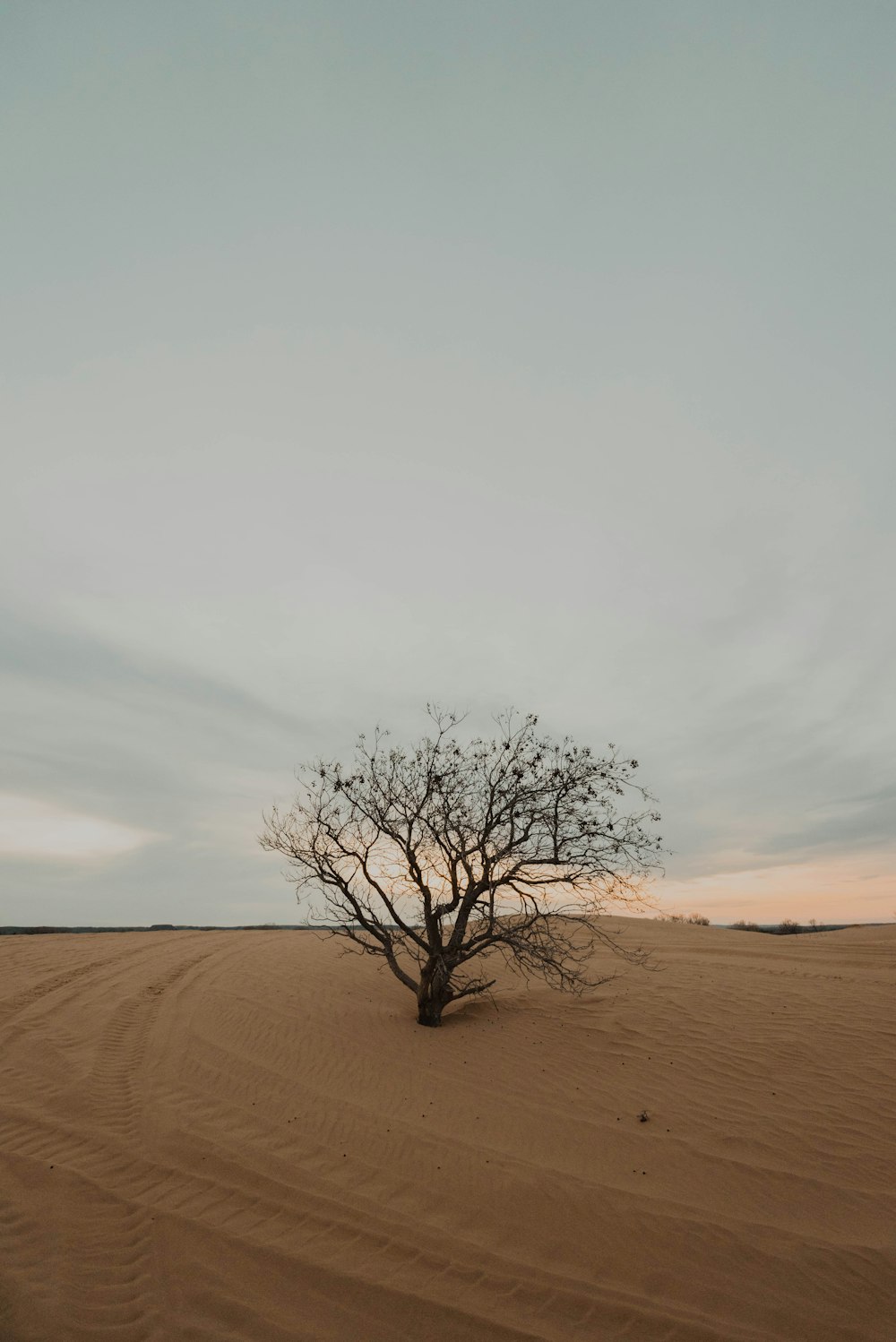 leafless tree during daytime