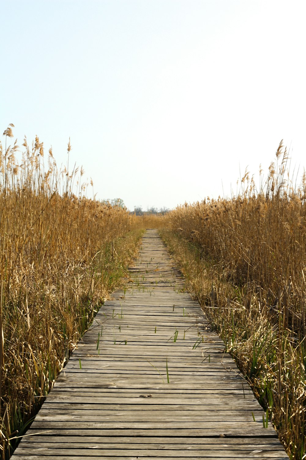 wooden dock surrounded with dry grass