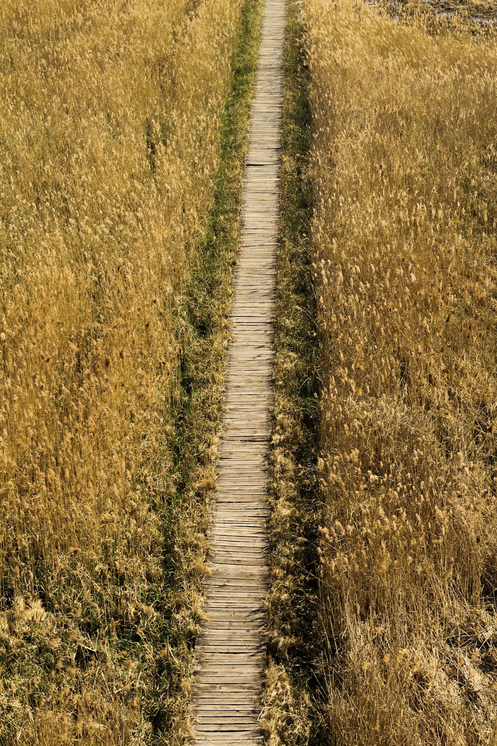 Camino de madera marrón entre la hierba marrón