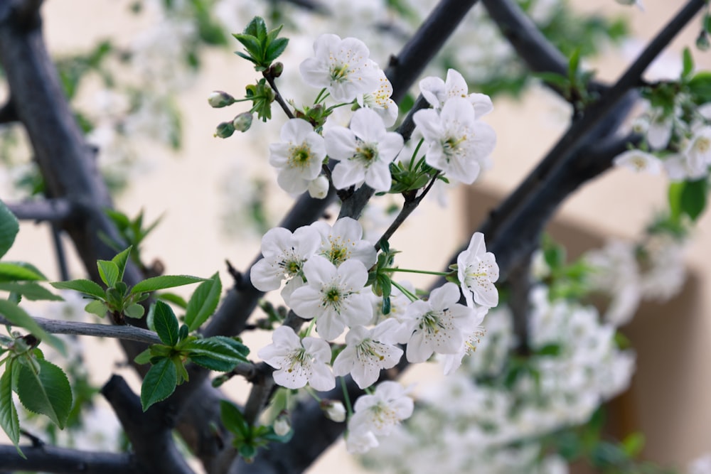 white-petaled flower