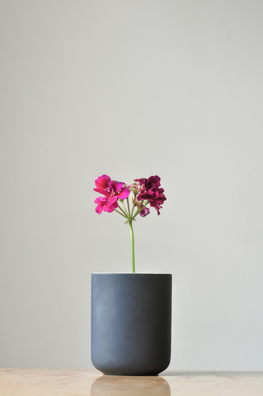 purple-petaled flower in gray vase