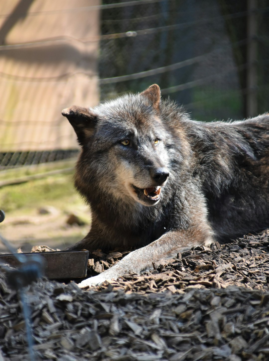 macro photography of gray wolf on gray surface