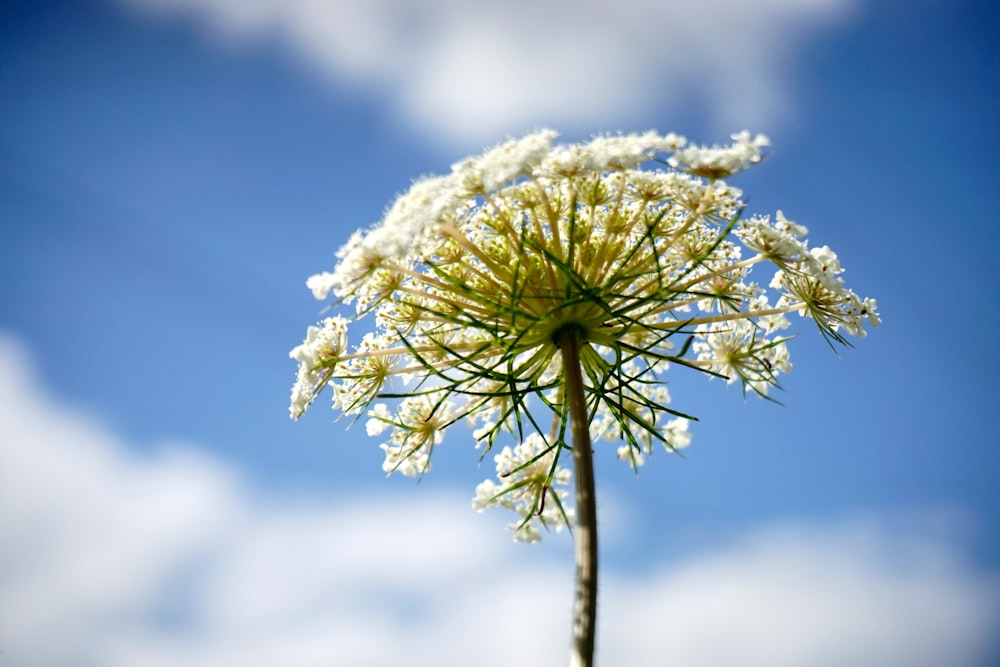 selective focus photography of white petaled flowers