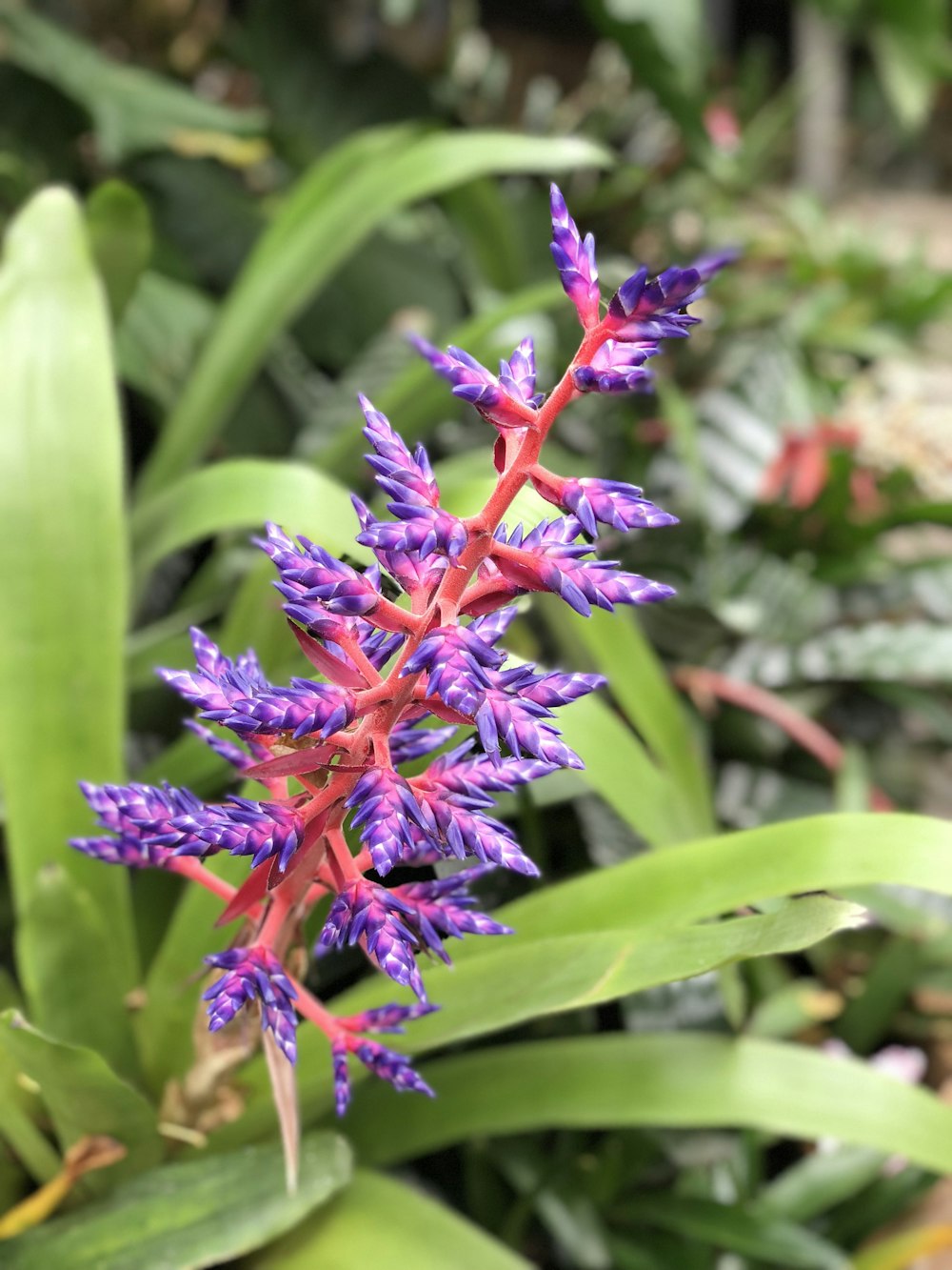 selective focus photography of purple petaled flowers