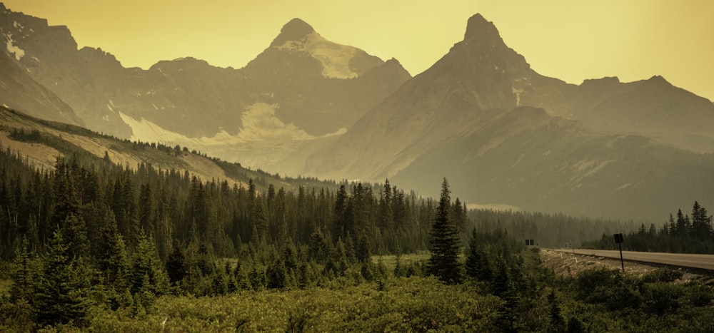 forest near mountain