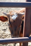 A young brown calf with a white marking on its forehead stands behind a metal fence. The animal's ears are perked up and it has a calm expression. The fence bars run horizontally across the image, partially obscuring the calf. The ground is dry and dusty, typical of a farm setting.