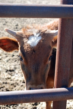 A young brown calf with a white marking on its forehead stands behind a metal fence. The animal's ears are perked up and it has a calm expression. The fence bars run horizontally across the image, partially obscuring the calf. The ground is dry and dusty, typical of a farm setting.