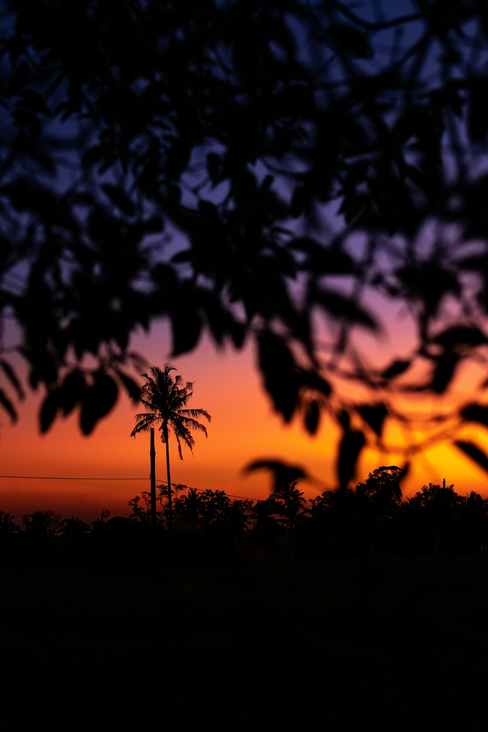 tree leaves under golden hour