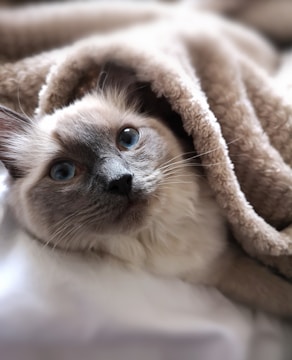 A cozy gray kitten curled up on a soft blue blanket.
